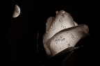Rosa...guarda che luna... Rosa...guarda che luna...