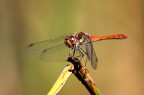 Sympetrum sanguineum