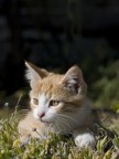 gattino gattino