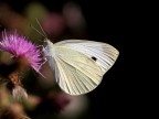 Pieris Rapae Pieris Rapae