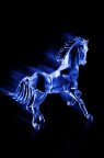 cavallo cavallo