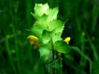 Fra il verde.. Fra il verde..