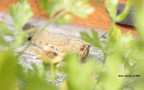 Locusta 2 Locusta 2