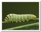 larva di macaone larva di macaone