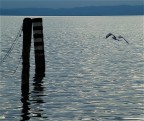VOLO VOLO