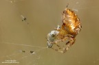 Araneus-diadematus Araneus-diadematus