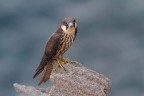 falco della regina falco della regina