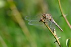Libellula Libellula