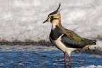 Pavoncella (Vanellus vanellus) Pavoncella (Vanellus vanellus)