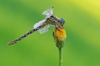 Libellula Libellula