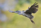 Nitticora in volo Nitticora in volo