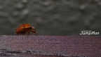 Coccinella Coccinella