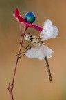 D7000+150Sigma
t1/4sec.
f13
iso100
consigliata versione h.r.
http://imageshack.us/a/img15/6721/dsc6049g.jpg
� il periodo delle Sympetrum...