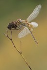 Libellula..
