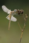 Libellula