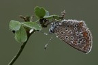 Era una mattina buia e umida... Era una mattina buia e umida...