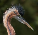 Ritratto di airone rosso