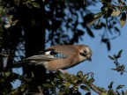 Garrulus Glandarius lLa ghiandaia) Garrulus Glandarius lLa ghiandaia)