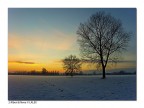 2 Alberi & Neve 2 Alberi & Neve