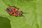 Scudo guerrieri Masai