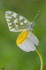 pontia edusa.. pontia edusa..