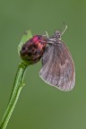 Coenonympha pamphilus Coenonympha pamphilus