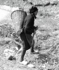 la montanara la montanara