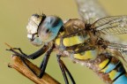 Aeshna mixta Aeshna mixta