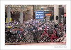 biciclette ad Amsterdam, regine e sovrane del traffico biciclette ad Amsterdam, regine e sovrane del traffico