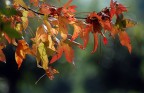 dal giallo al rosso dal giallo al rosso