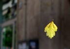 autunno