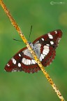 Limenitis reducta (Staudinger 1901) Silvano azzurro Limenitis reducta (Staudinger 1901) Silvano azzurro