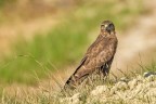 Poiana Buteo buteo a terra Poiana Buteo buteo a terra