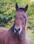 Ritratto Cavallo Ritratto Cavallo