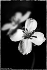 Black & Flowerz Black & Flowerz