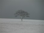 Albero solitario Albero solitario