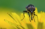 Stomorhina lunata Stomorhina lunata