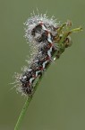 Acronicta Rumicis