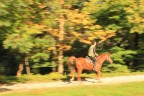 Panning autunnale Panning autunnale