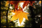 FALL (ing) FALL (ing)