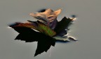 ‎"Sail away, away......Ripples never ‎"Sail away, away......Ripples never