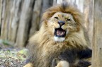 The King The King