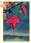 Autumn leaves Autumn leaves