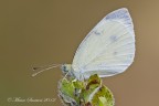 la mia Pieris la mia Pieris
