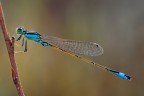 Libellula Libellula