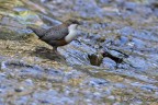 Merlo acquaiolo (Cinclus cinclus) Merlo acquaiolo (Cinclus cinclus)
