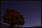 L'Albero L'Albero