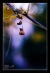 dsc_6498 dsc_6498