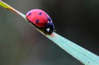 coccinella rossonera coccinella rossonera