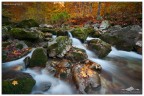 THE STREAM IN AUTUMN THE STREAM IN AUTUMN